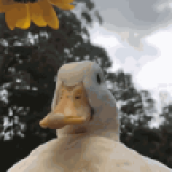 DatLalo