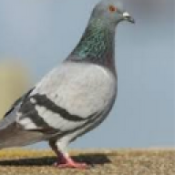 GIM_XPigeon